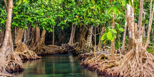 Menjaga Kelestarian Hutan Mangrove Pentingnya Ekosistem Pesisir