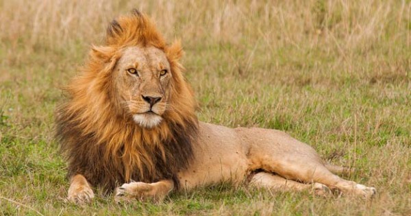 Mengenal Kehidupan Singa di Padang Rumput Serengeti